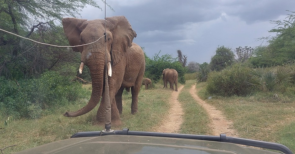 Elefanten Begegnung im Samburu