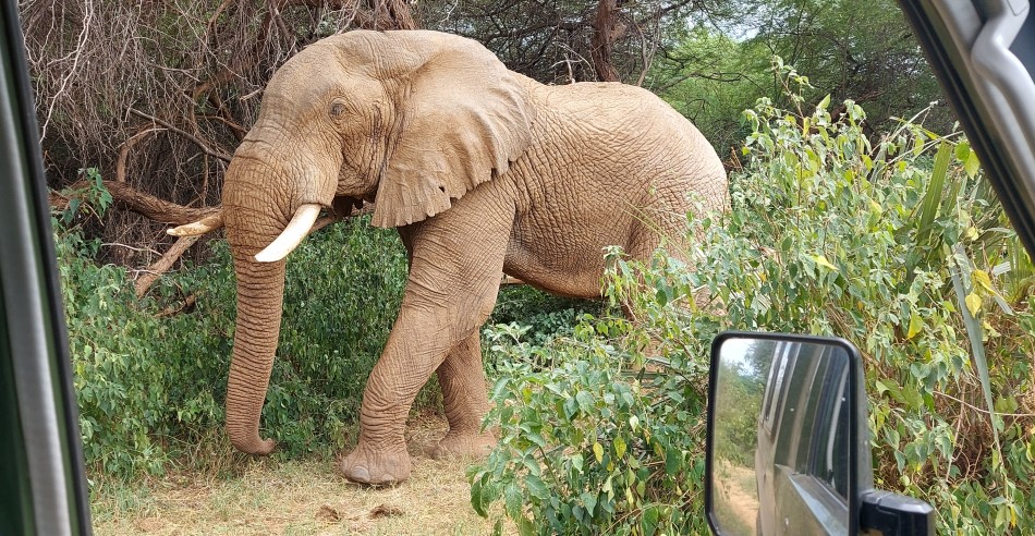 Elefanten Begegnung im Samburu