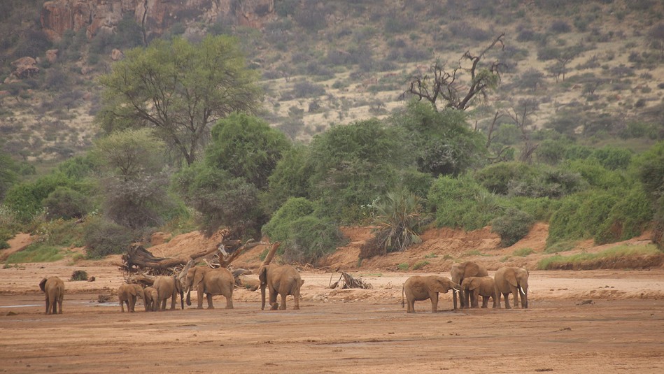Elefanten im Samburu Reservat