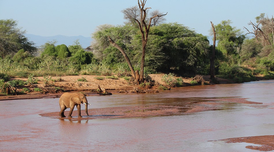 Elefanten im Flussbett des Ewaso Ngiro
