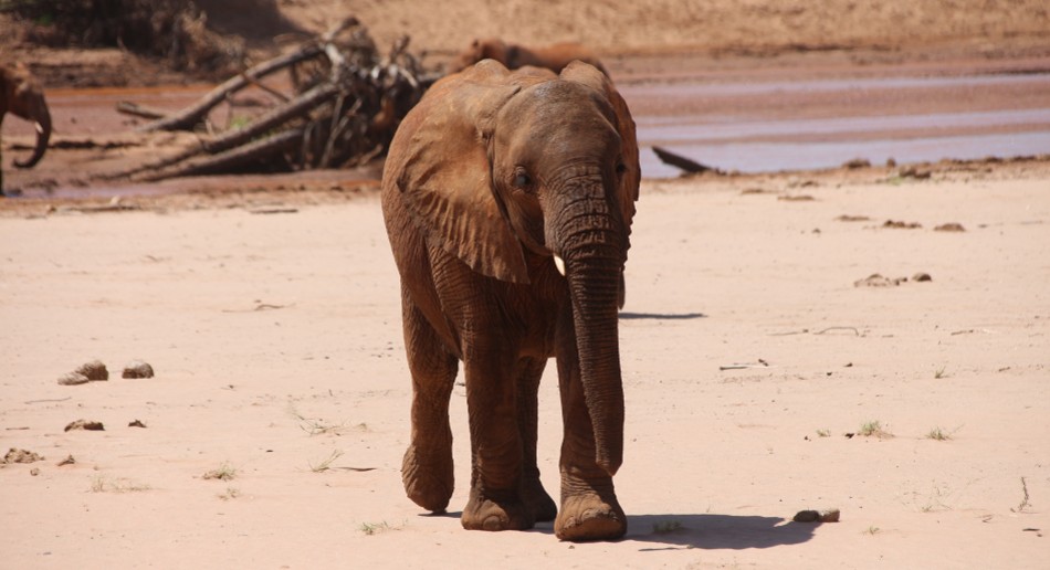 Elefanten im Flussbett des Ewaso Ngiro