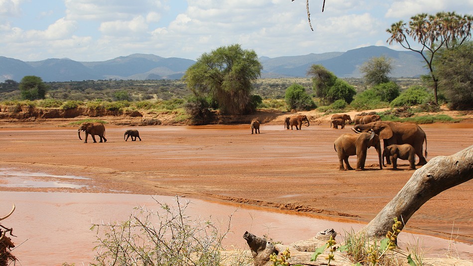 Elefanten im Flussbett des Ewaso Ngiro