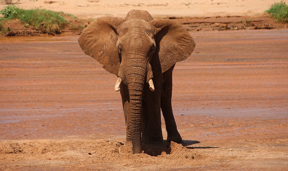 Elefanten im Flussbett des Ewaso Ngiro