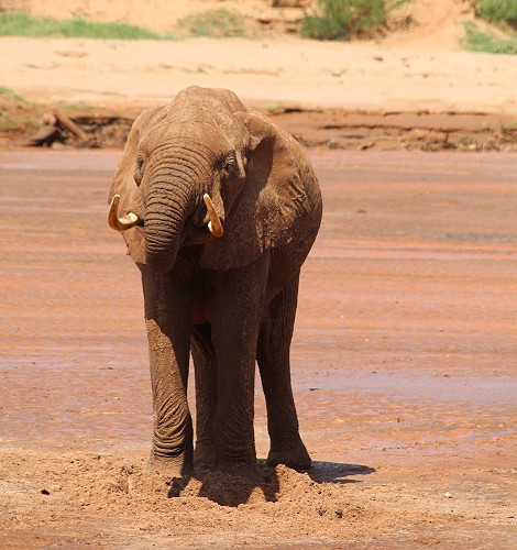 Elefanten im Flussbett des Ewaso Ngiro