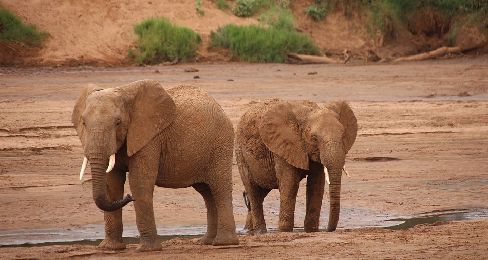 Elefanten im Samburu Reservat