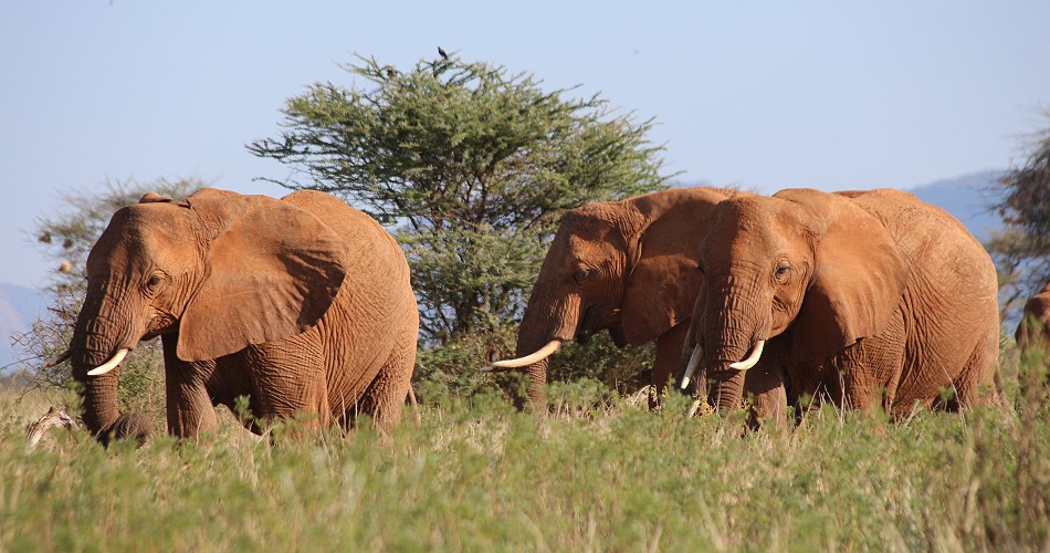 erste Elefanten im Samburu Reservat