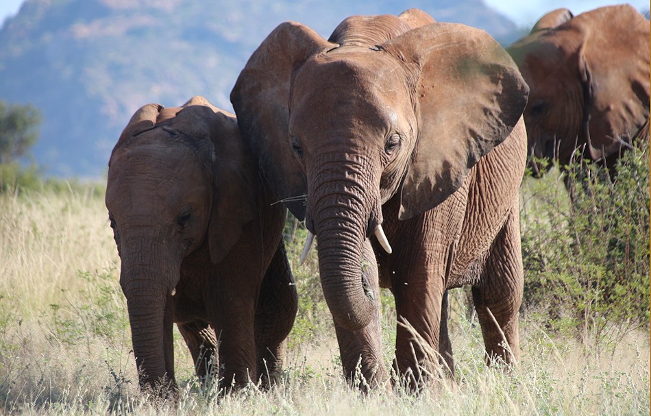 Elefanten im Samburu Reservat