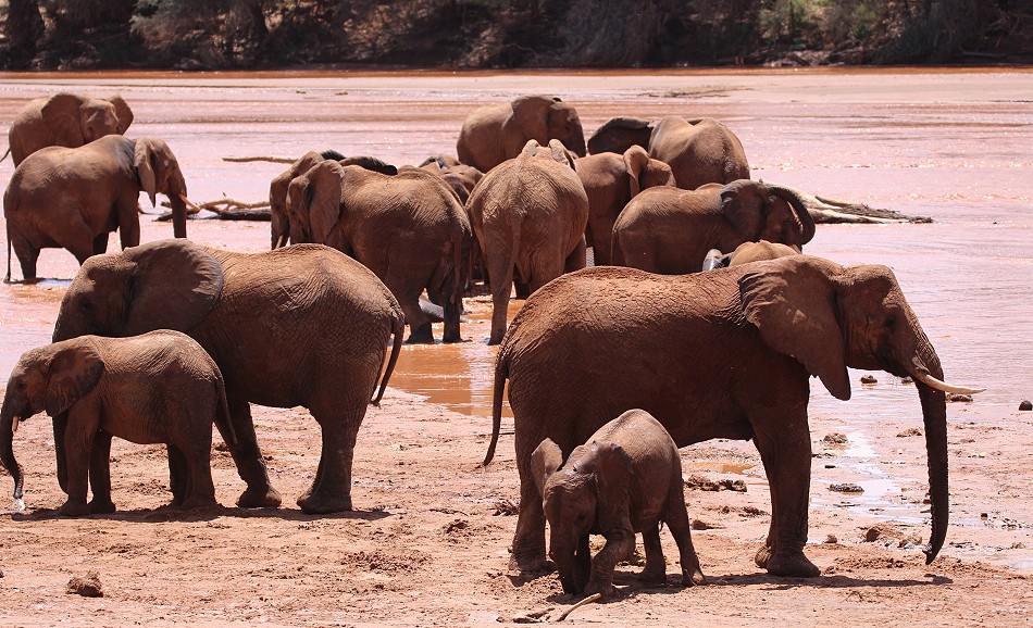 Elefanten im Flussbett des Ewaso Ngiro