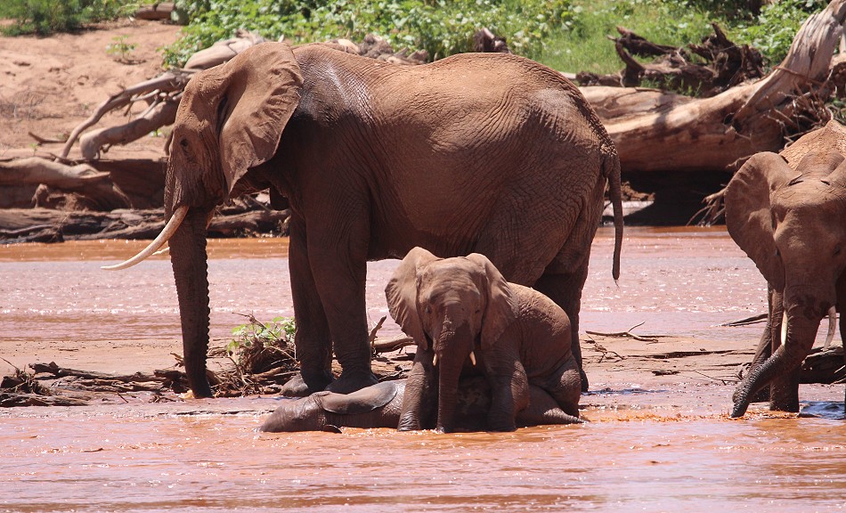 Elefanten im Flussbett des Ewaso Ngiro