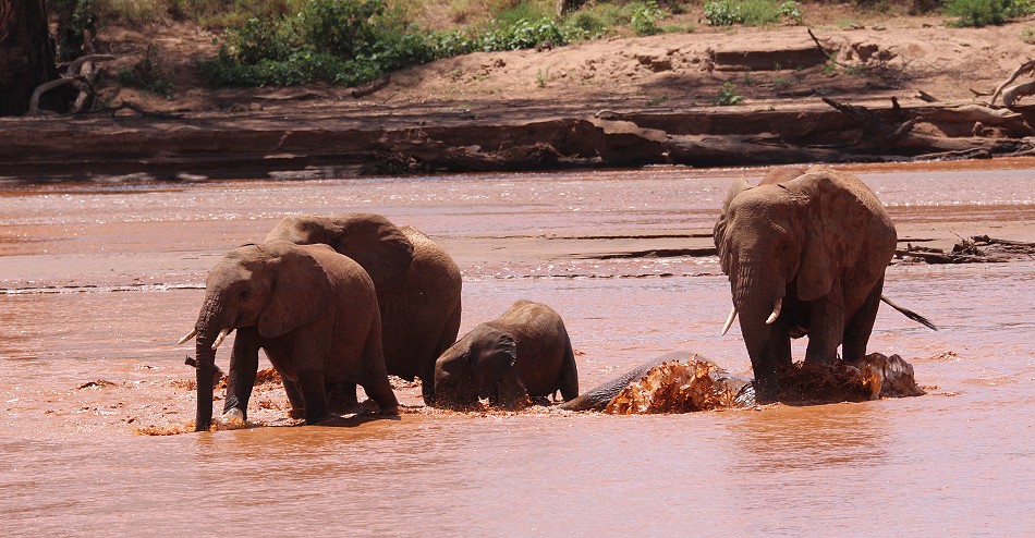 Elefanten im Flussbett des Ewaso Ngiro