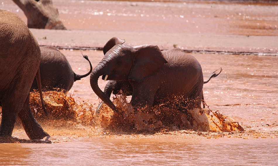 Elefanten im Flussbett des Ewaso Ngiro
