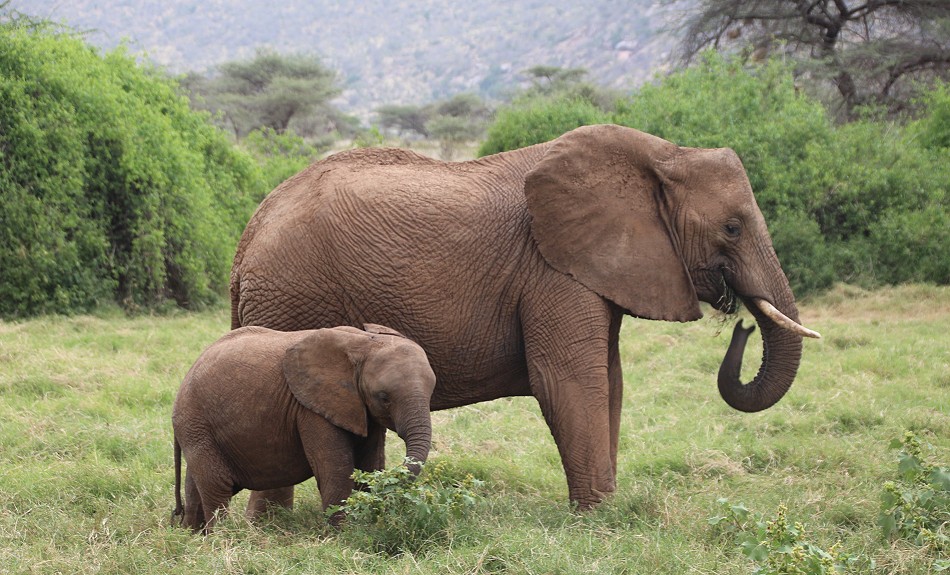 Elefanten im Samburu Reservat