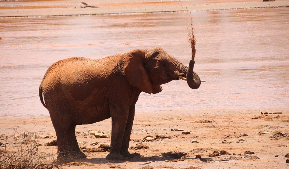 Elefanten im Flussbett des Ewaso Ngiro