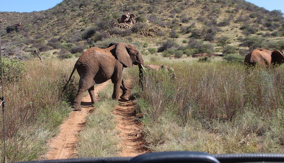Elefanten im Samburu Reservat