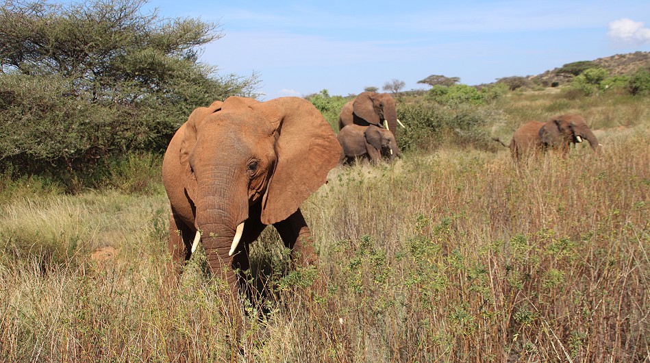 Elefanten im Samburu Reservat