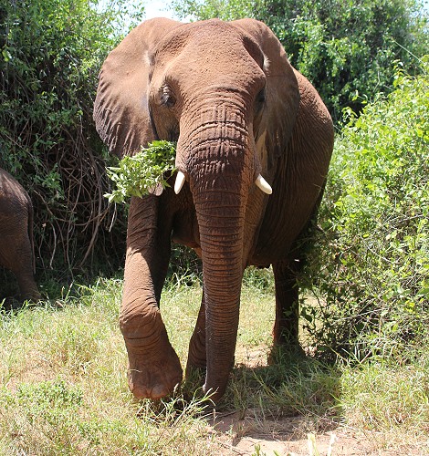 Elefanten im Samburu Reservat