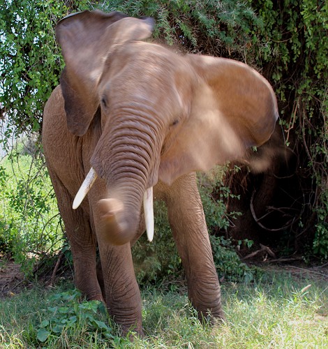 Elefanten im Samburu Reservat