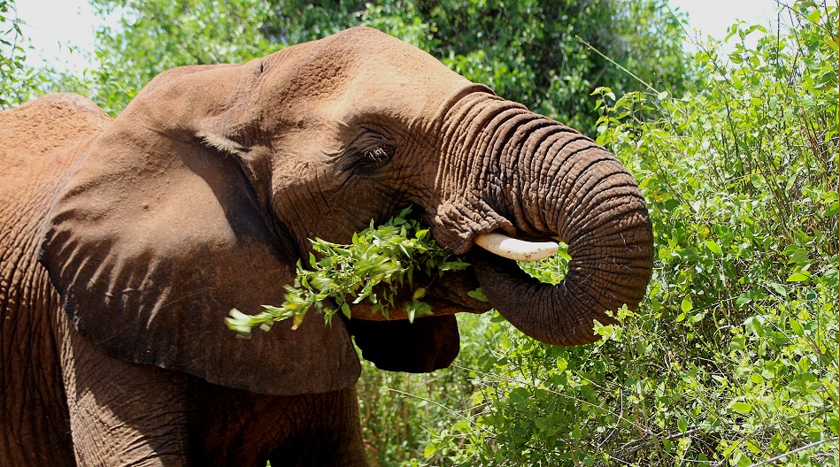 Elefanten im Samburu Reservat