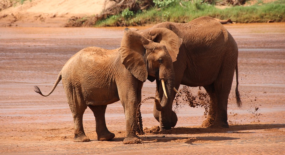 Elefanten im Flussbett des Ewaso Ngiro