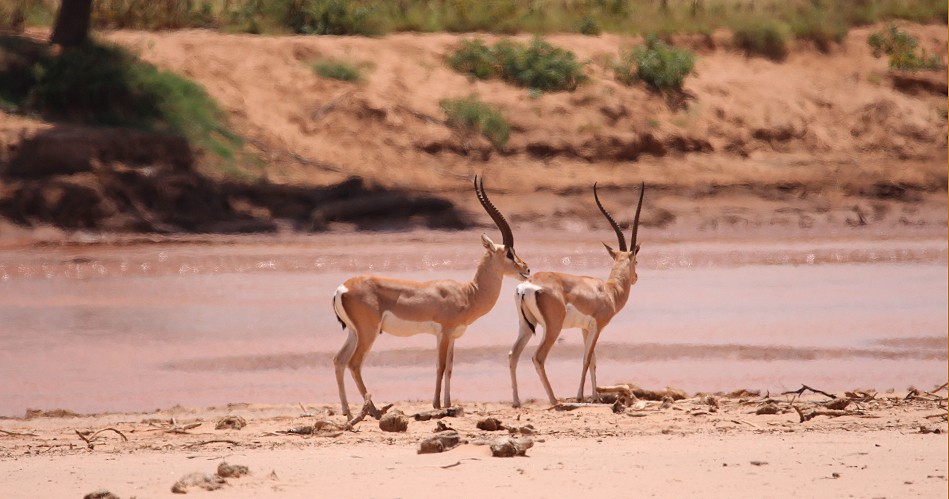Samburu Reservat, Ewaso Ngiro River