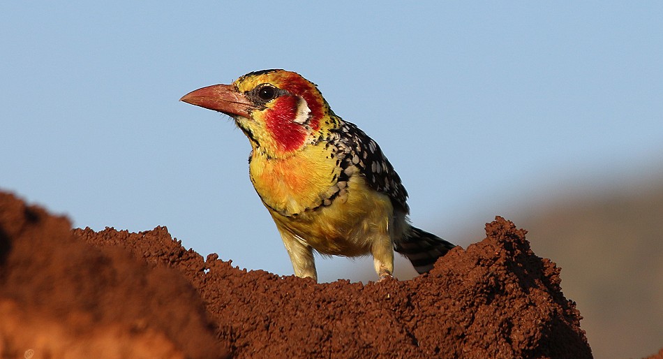 Flammkopfbartvogel
