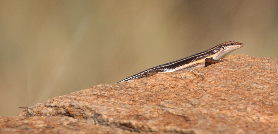 Fünfstreifenskink