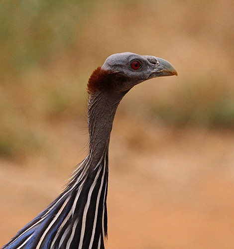 Geierperlhuhn