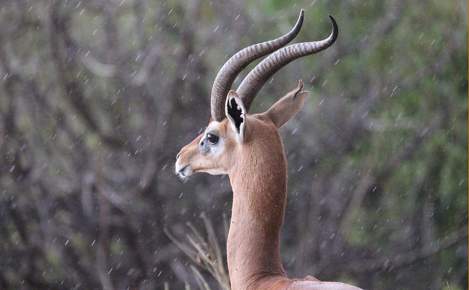Gerenuk Bock im Regen