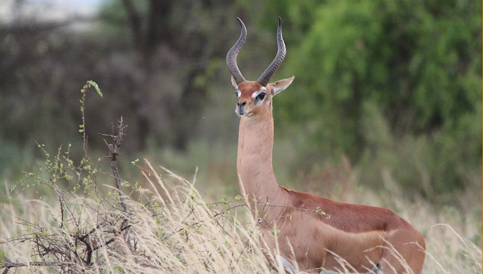 Gerenuk