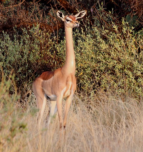 Gerenuk Weibchen im Samburu Reservat