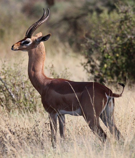 Gerenuk im Samburu Reservat