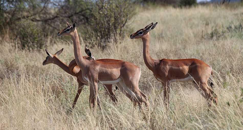 Gerenuk im Samburu Reservat