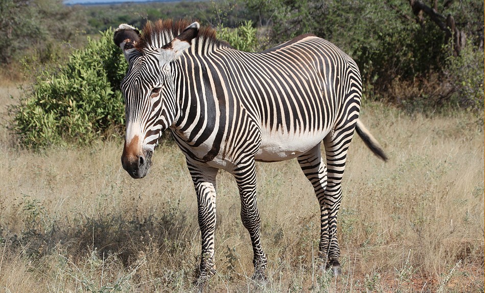 Grevy Zebra im Samburu Reservat
