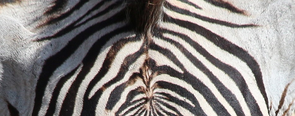 Grevy Zebra im Samburu Reservat