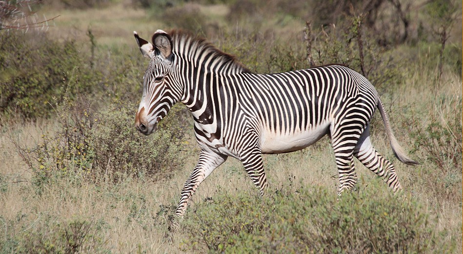 Grevy Zebra im Samburu Reservat