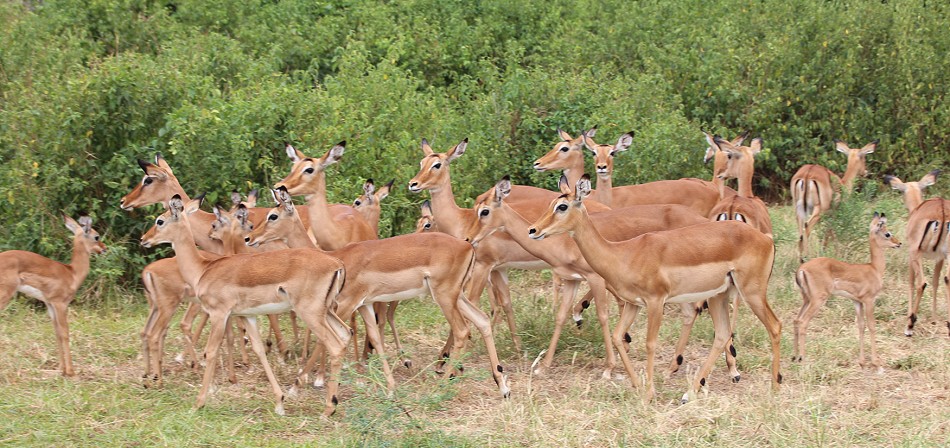 Impalas