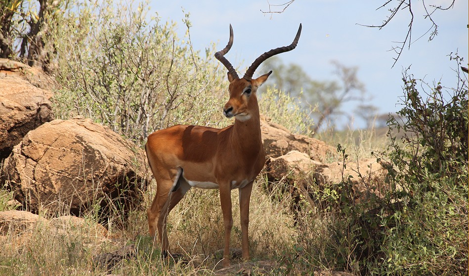 Impala Bock im Samburu Reservat