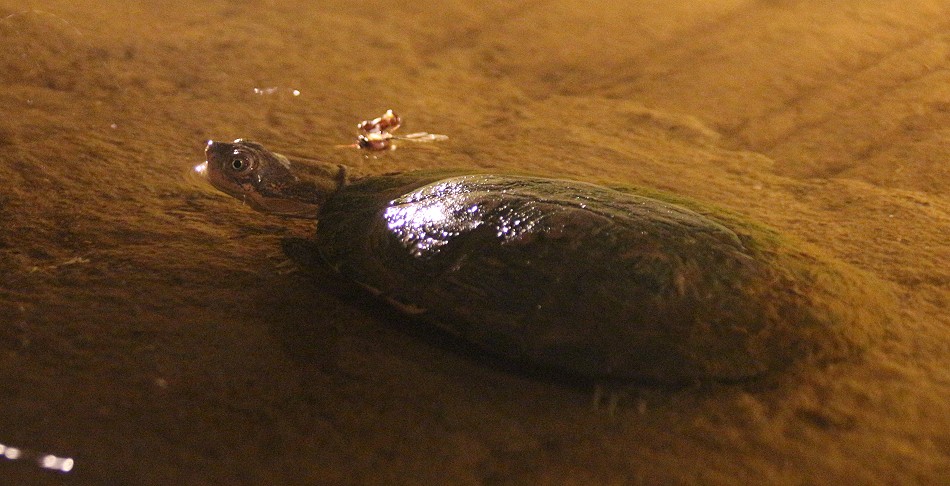 Klappbrustsumpfschildkröte