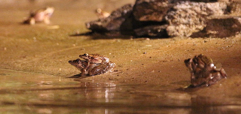 Springfrosch
