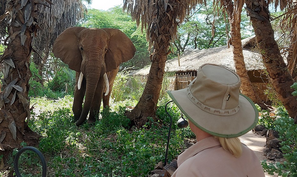 Petra Reinecke, Elefantenbegegnung im Samburu Reservat