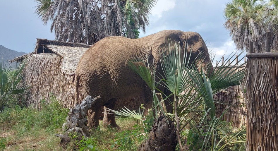 Elephant encounter in Soroi Larsens Camp - Samburu Resere