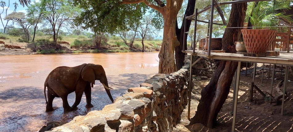 Soroi Larsens Camp - Samburu Reservat