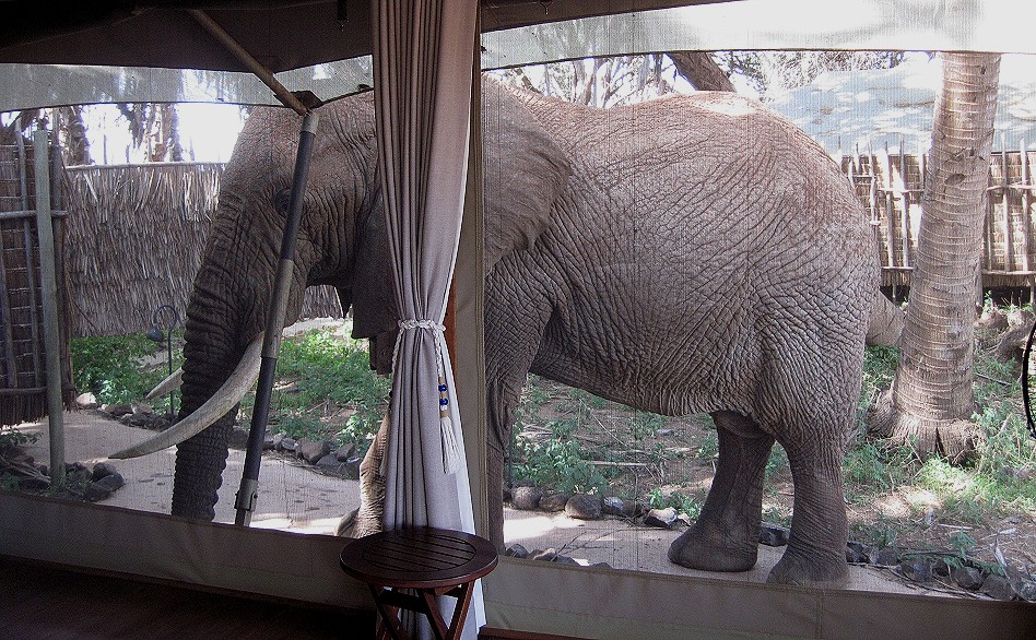 Elephant encounter in Soroi Larsens Camp - Samburu Resere