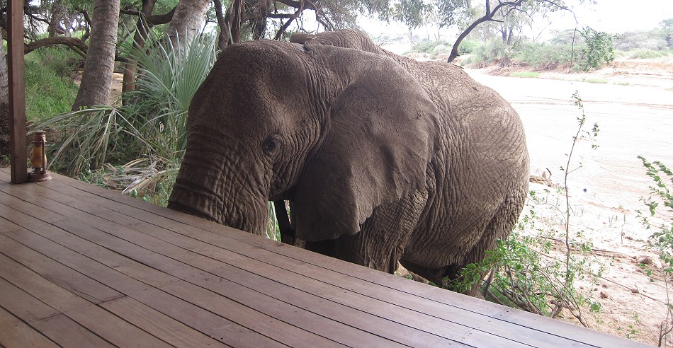 Elephant encounter in Soroi Larsens Camp - Samburu Resere