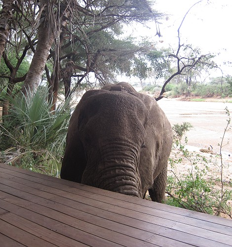 Elephant encounter in Soroi Larsens Camp - Samburu Resere