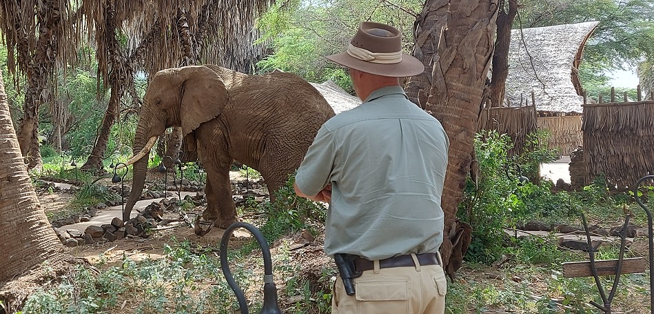 Elephant encounter in Soroi Larsens Camp - Samburu Resere