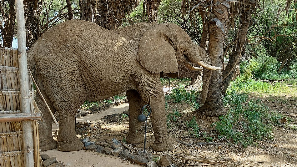 Elephant encounter in Soroi Larsens Camp - Samburu Resere