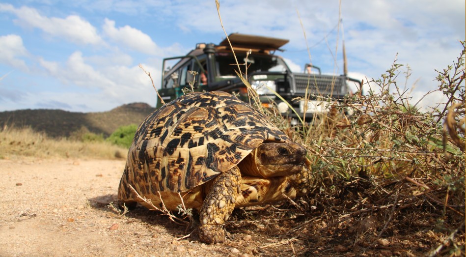 Leopardschildkröte