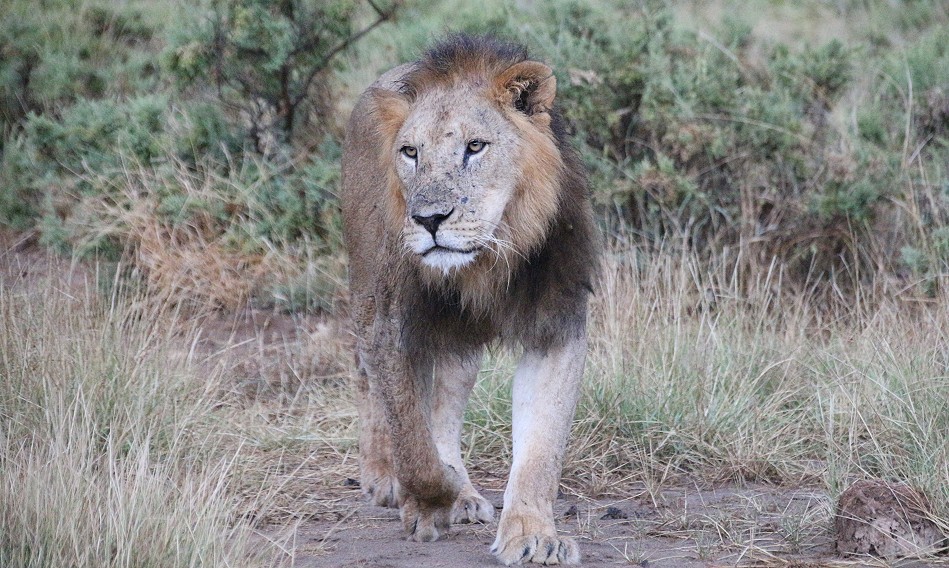 Löwenmännchen im Samburu Reservat