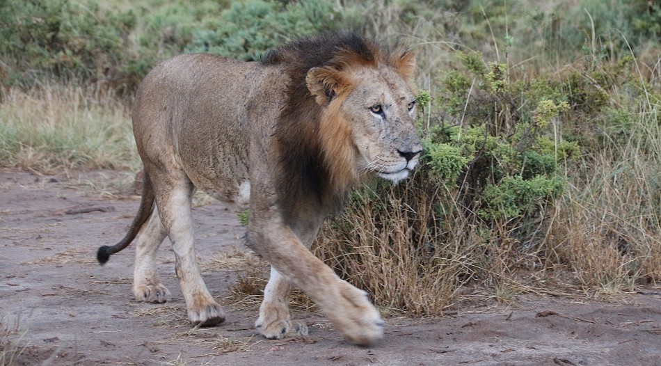 Löwenmännchen im Samburu Reservat